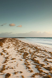 Bahamas, Eleuthera Island, Harbour Island, Pink Sands Beach, dawn