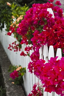 Bahamas, Eleuthera Island, Harbour Island, Dunmore Town, fence detail
