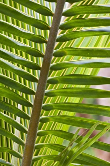 Bahamas, Eleuthera Island, Harbour Island, Dunmore Town, tropical plants