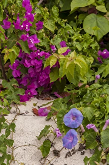 Morning Glory Prints: Bahamas, Eleuthera, Princess Cays, Morning Glory and Bouganvillea