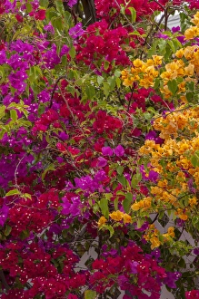 Images Dated 30th April 2010: Bahamas, Eleuthera, Princess Cays, Bougainvillea