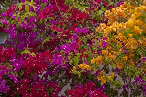 Daylight Prints: Bahamas, Eleuthera, Princess Cays, Bougainvillea