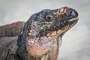 Images Dated 12th April 2015: Bahamas, Exuma Island. Close-up of iguana on beach