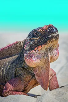 Bahamas, Exuma Island. Close-up of iguana on beach