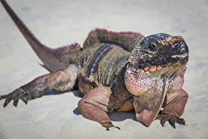 Images Dated 12th April 2015: Bahamas, Exuma Island. Close-up of iguana on beach