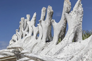 Bahamas, Exuma Island. Sperm whale bones on display