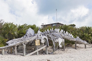 Whale Prints: Bahamas, Exuma Island. Sperm whale bones on display