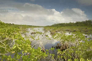 Images Dated 21st December 2005: BAHAMAS-Grand Bahama Island-Eastern Side: Lucayan National Park- Mangrove Area