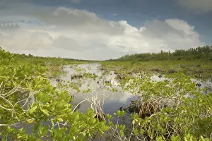 Recreation Prints: BAHAMAS-Grand Bahama Island-Eastern Side: Lucayan National Park- Mangrove Area