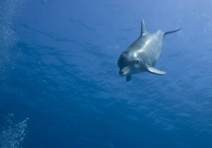 Images Dated 7th April 2007: Bahamas, Grand Bahama Island, Freeport, Captive Bottlenose Dolphin (Tursiops truncatus)
