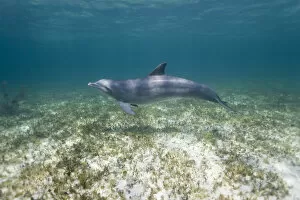 Images Dated 9th April 2007: Bahamas, Grand Bahama Island, Freeport, Captive Bottlenose Dolphin (Tursiops truncatus)