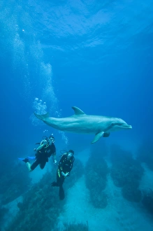 Images Dated 7th April 2007: Bahamas, Grand Bahama Island, Freeport, Scuba diver swimming with captive Bottlenose Dolphin