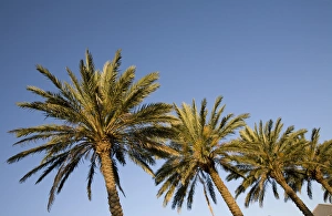 Images Dated 7th April 2007: Bahamas, Grand Bahama Island, Freeport, Setting sun lights palm trees at Our Lucaya