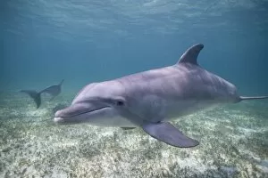 Images Dated 9th April 2007: Bahamas, Grand Bahama Island, Freeport, Captive Bottlenose Dolphin (Tursiops truncatus)