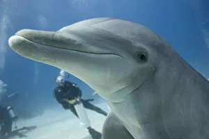 Images Dated 7th April 2007: Bahamas, Grand Bahama Island, Freeport, Scuba diver swimming with captive Bottlenose Dolphin