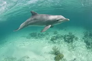 Images Dated 8th April 2007: Bahamas, Grand Bahama Island, Freeport, Captive Bottlenose Dolphin (Tursiops truncatus)