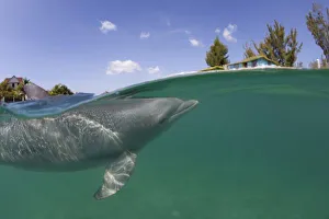 Images Dated 8th April 2007: Bahamas, Grand Bahama Island, Freeport, Captive Bottlenose Dolphin (Tursiops truncatus)