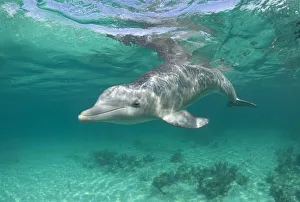 Images Dated 8th April 2007: Bahamas, Grand Bahama Island, Freeport, Captive Bottlenose Dolphin (Tursiops truncatus)