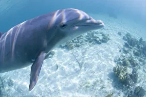 Images Dated 8th April 2007: Bahamas, Grand Bahama Island, Freeport, Captive Bottlenose Dolphin (Tursiops truncatus)