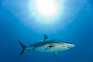 Images Dated 7th April 2007: Bahamas, Grand Bahama Island, Freeport, Underwater view of Caribbean Reef Shark