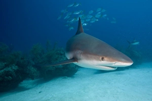 Images Dated 7th April 2007: Bahamas, Grand Bahama Island, Freeport, Underwater view of Caribbean Reef Shark