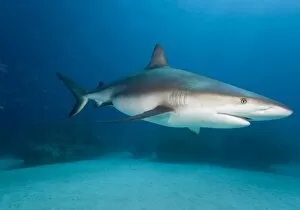 Images Dated 7th April 2007: Bahamas, Grand Bahama Island, Freeport, Underwater view of Caribbean Reef Shark