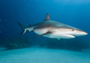 Images Dated 7th April 2007: Bahamas, Grand Bahama Island, Freeport, Underwater view of Caribbean Reef Shark