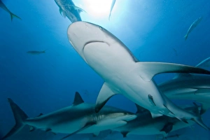 Images Dated 7th April 2007: Bahamas, Grand Bahama Island, Freeport, Underwater view of Caribbean Reef Sharks