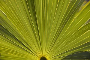 Images Dated 9th April 2007: Bahamas, Grand Bahama Island, Lucaya National Park, Detail of palm frond