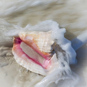 Foam Prints: Bahamas, Little Exuma Island. Conch shell in surf