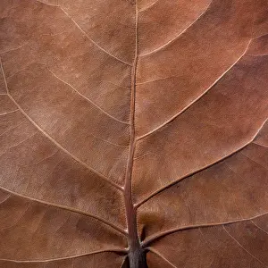 Little Exuma Island Prints: Bahamas, Little Exuma Island. Sea grape leaf close-up