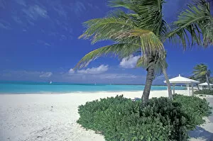 Images Dated 2nd December 2004: Bahamas, Long Island, Cape Santa Maria. Palms along the pristine beach
