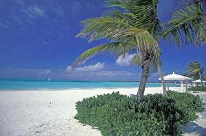Images Dated 2nd December 2004: Bahamas, Long Island, Cape Santa Maria. Palms along the pristine beach
