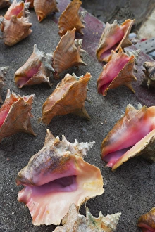 Images Dated 26th February 2012: Bahamas, New Providence Island, Nassau, Straw market, souvenirs, conch shells