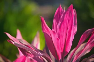 Images Dated 26th May 2011: BAHAMAS, New Providence Island, Nassau: Paradise Island, Versailles Gardens, Vinca