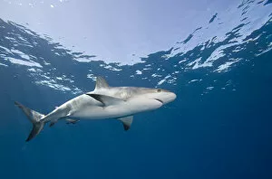 Images Dated 4th April 2007: Bahamas, New Providence Island, Caribbean Reef Sharks (Carcharhinus perezi) swimming