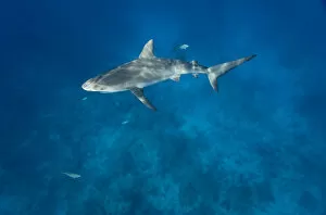 Images Dated 4th April 2007: Bahamas, New Providence Island, Caribbean Reef Sharks (Carcharhinus perezi) swimming