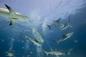 Images Dated 3rd April 2007: Bahamas, New Providence Island, Caribbean Reef Sharks (Carcharhinus perezi) swimming