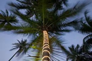Bahamas, New Providence Island, Lights wrapped around palm trees along beach at Wyndham