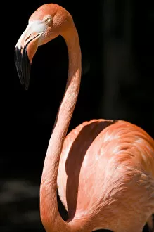 Images Dated 4th April 2007: Bahamas, New Providence Island, Nassau, Caribbean Flamingos (Phoenicopterus ruber)