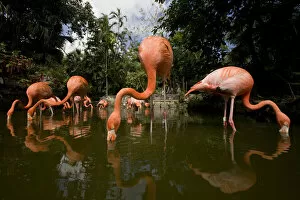 Images Dated 3rd April 2007: Bahamas, New Providence Island, Nassau, Caribbean Flamingos (Phoenicopterus ruber)