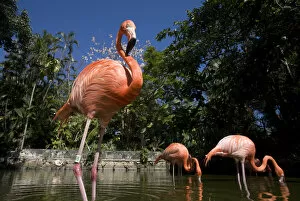 Images Dated 4th April 2007: Bahamas, New Providence Island, Nassau, Caribbean Flamingos (Phoenicopterus ruber)