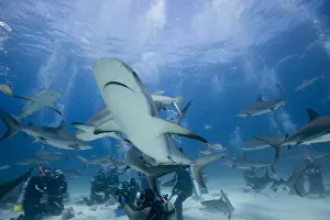 Bahamas, New Providence Island, Scuba divers and Caribbean Reef Sharks during Stuart