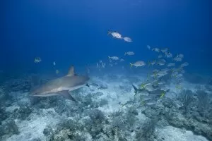 Bahamas, New Providence Island, Underwater view of Caribbean Reef Shark and tropical