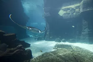 Bahamas, Paradise Island, Nassau, Aquarium inside Atlantis Resort