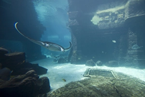 Images Dated 5th April 2007: Bahamas, Paradise Island, Nassau, Aquarium inside Atlantis Resort
