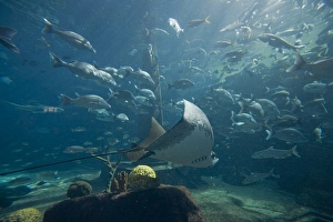 Images Dated 5th April 2007: Bahamas, Paradise Island, Nassau, Aquarium inside Atlantis Resort