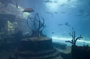 Images Dated 5th April 2007: Bahamas, Paradise Island, Nassau, Aquarium inside Atlantis Resort