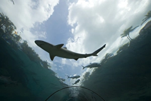 Images Dated 5th April 2007: Bahamas, Paradise Island, Nassau, Aquarium inside Atlantis Resort