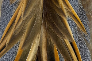 Back Prints: Baikal Teal Duck Back and Wing Detail
